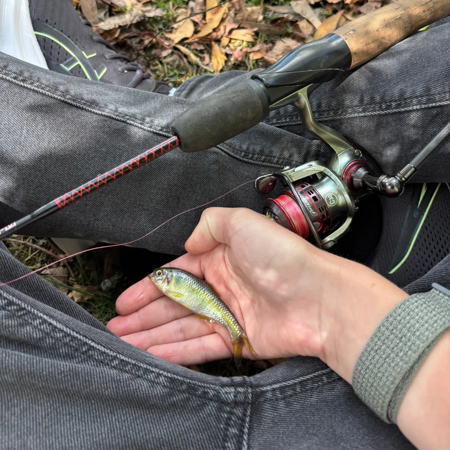 The most recent Antioquia tetra catches on Fishbrain