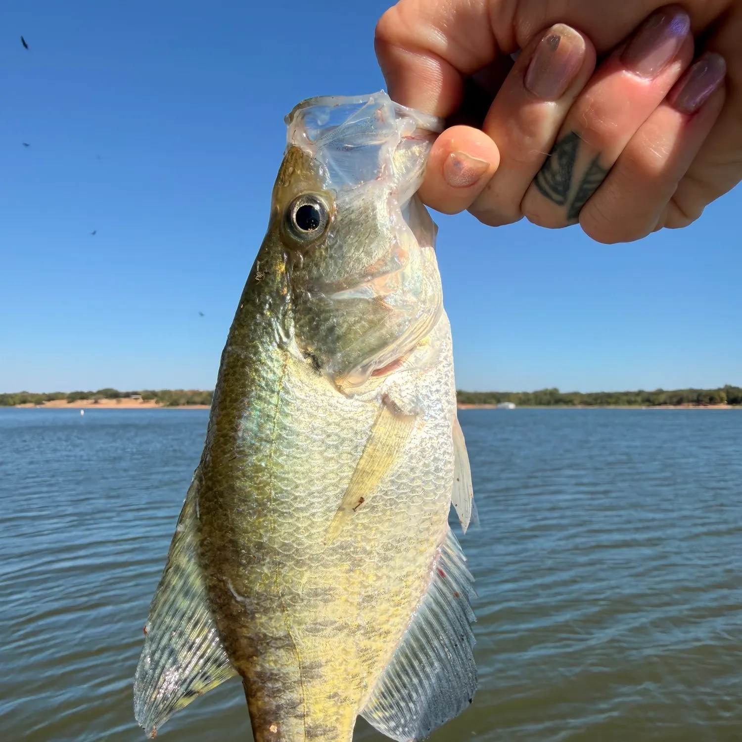 White crappie caught on Fishbrain