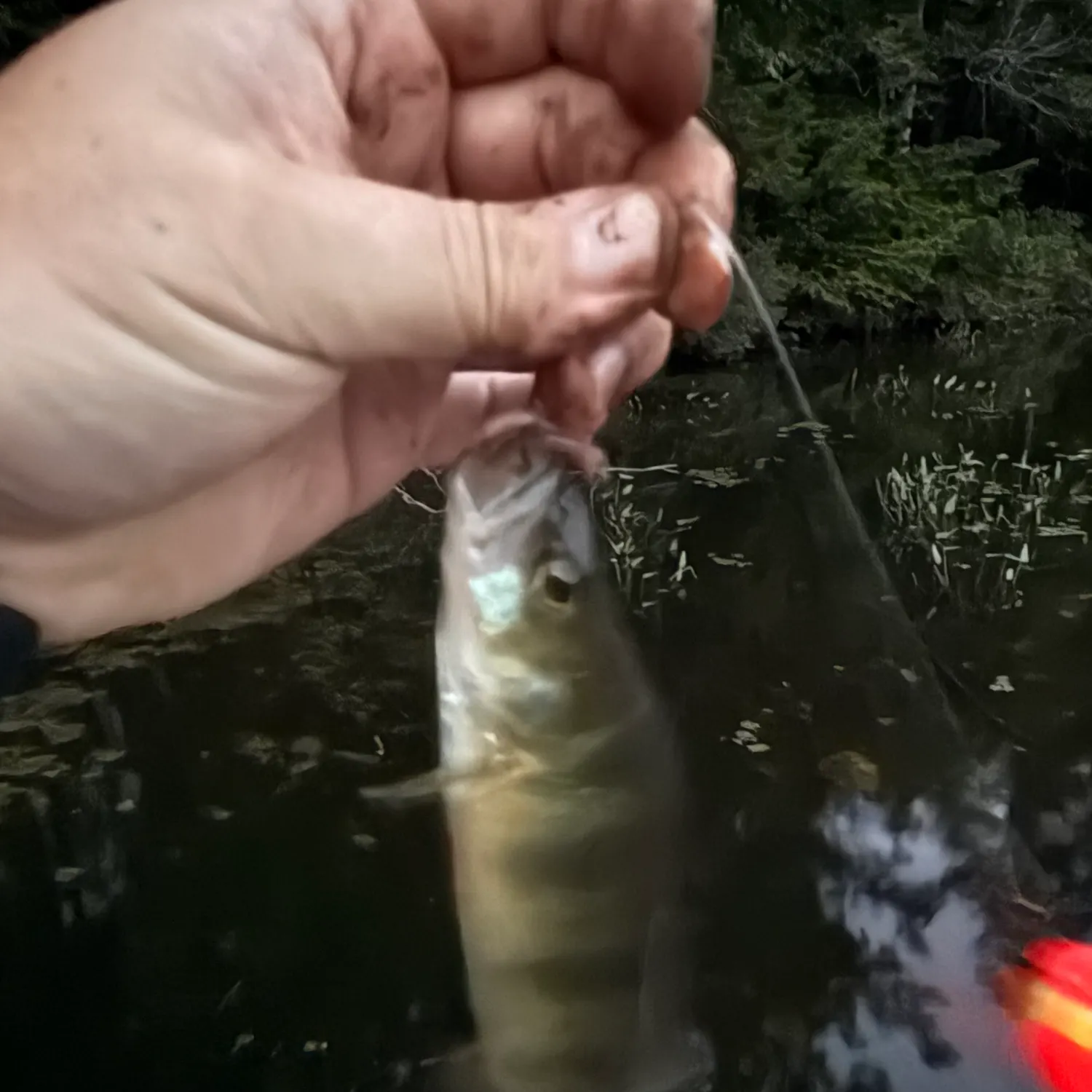 Yellow perch caught on Fishbrain