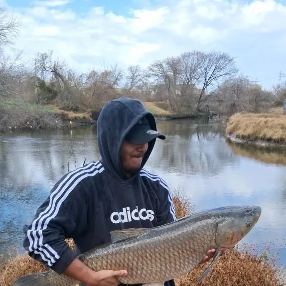 The most recent Grass carp catches on Fishbrain