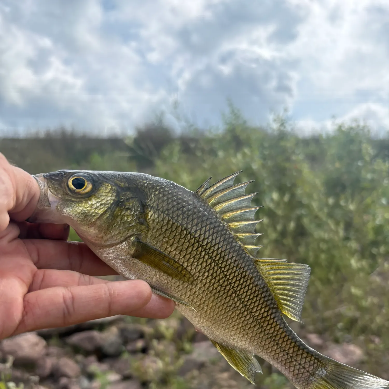 White perch caught on Fishbrain
