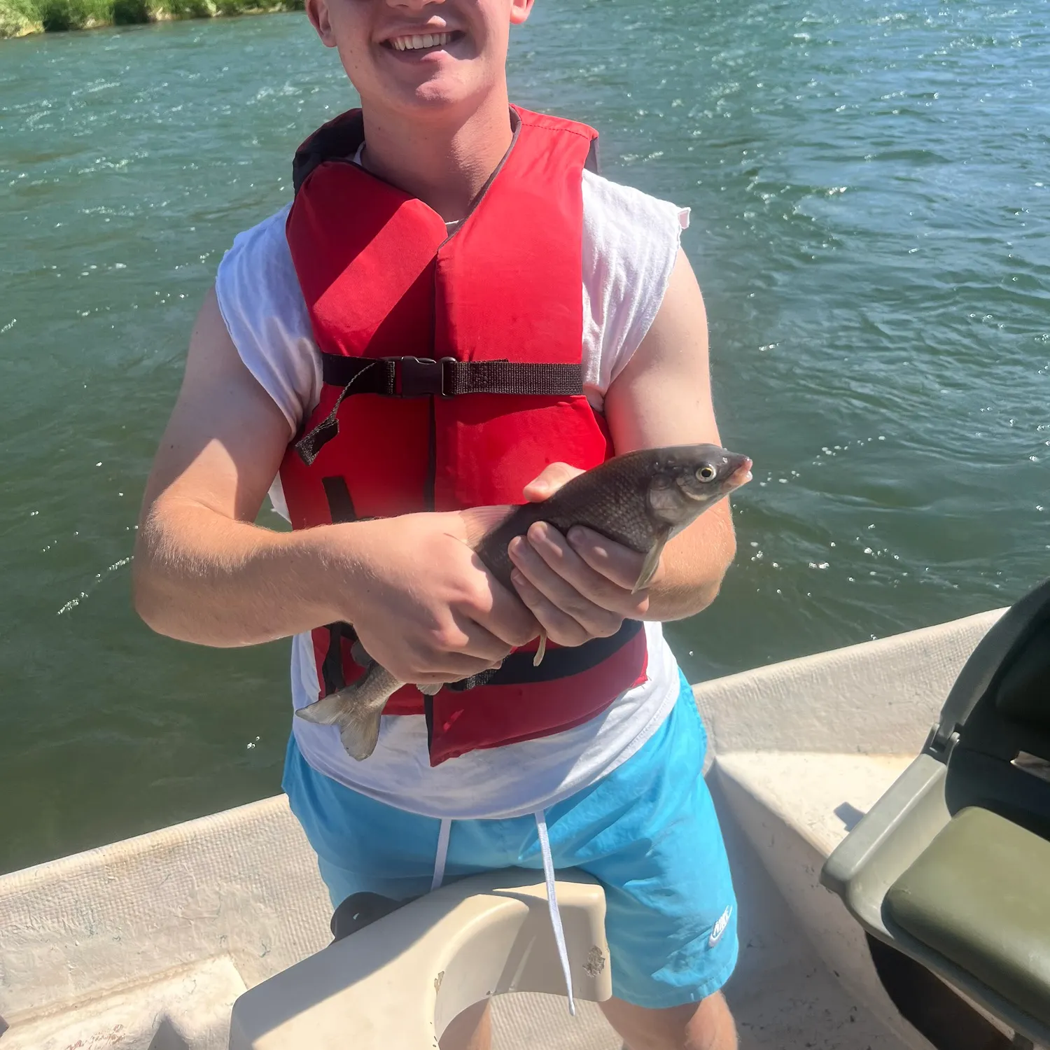 The most recent Mountain whitefish catches on Fishbrain