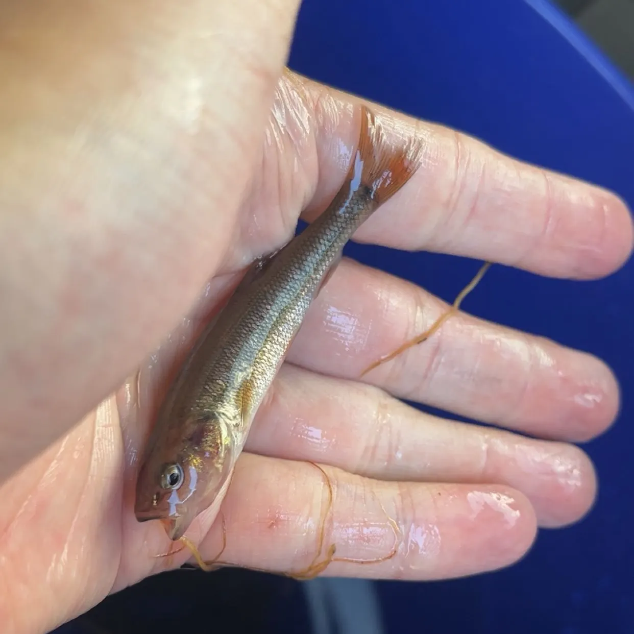 The most recent Common shiner catches on Fishbrain
