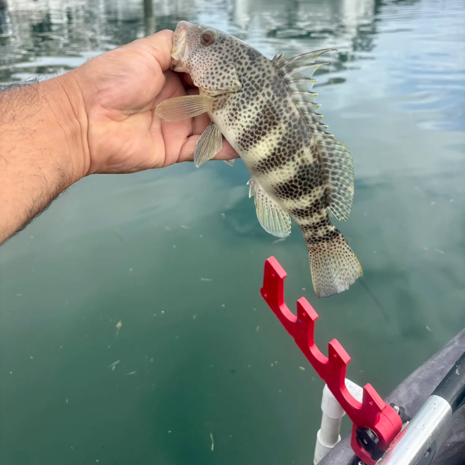 Spotted sand bass caught on Fishbrain