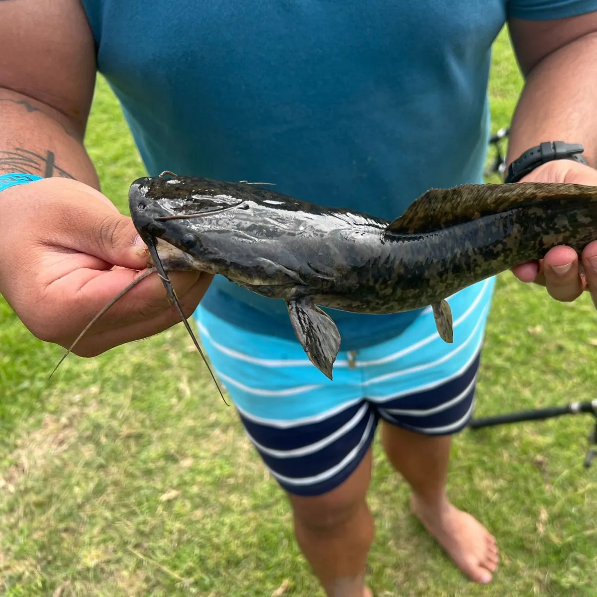 The most recent North African catfish catches on Fishbrain