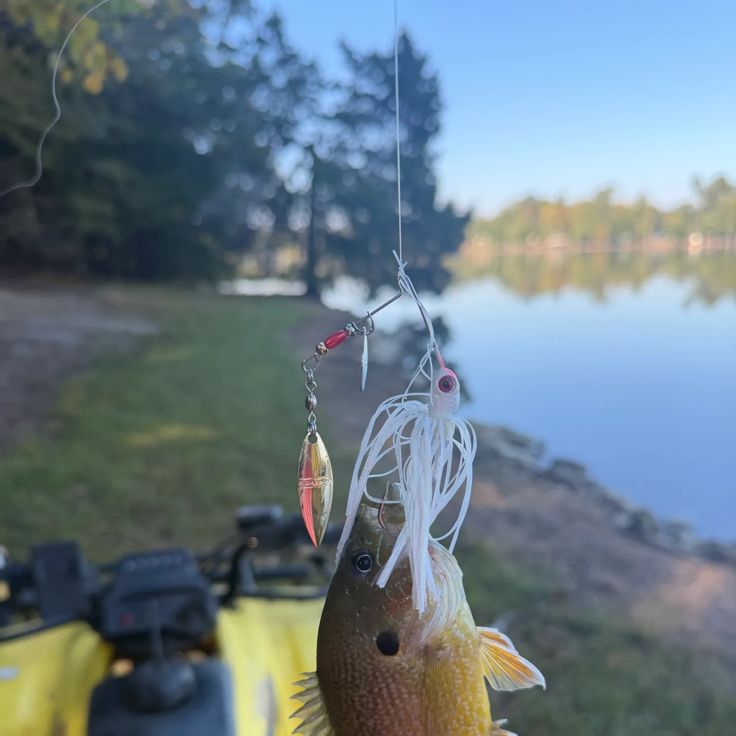 Green sunfish caught on Fishbrain