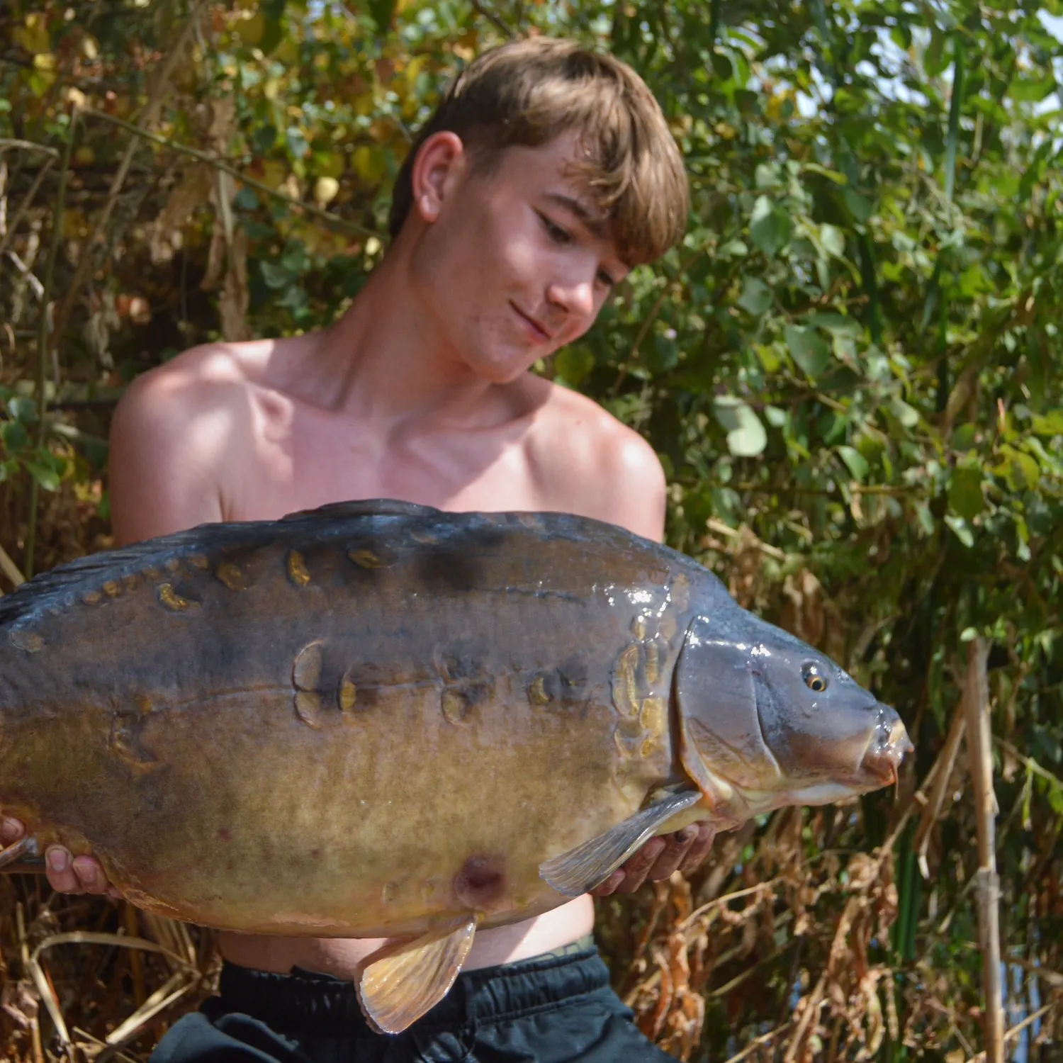 Mirror carp caught on Fishbrain