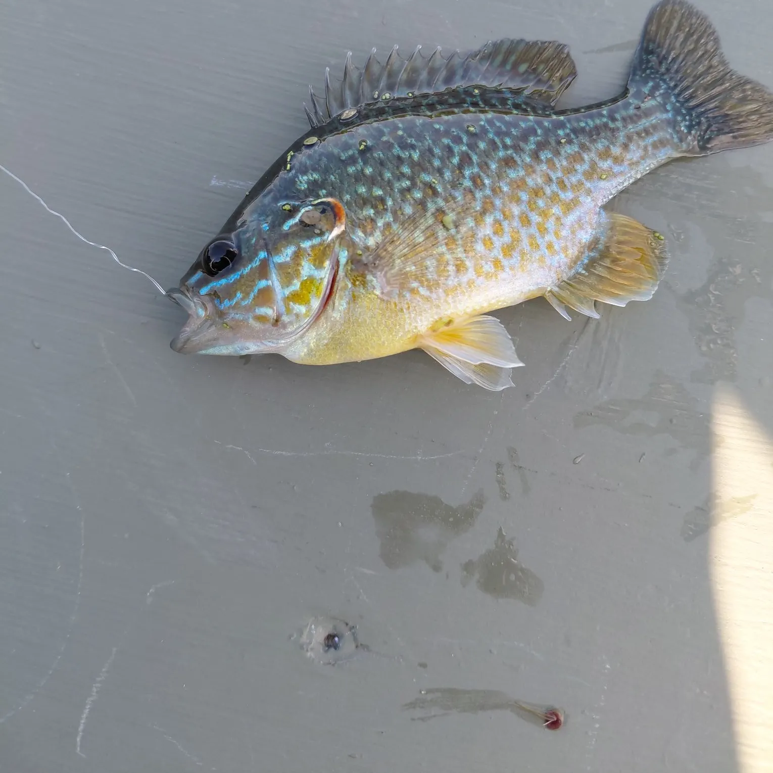 Pumpkinseed caught on Fishbrain