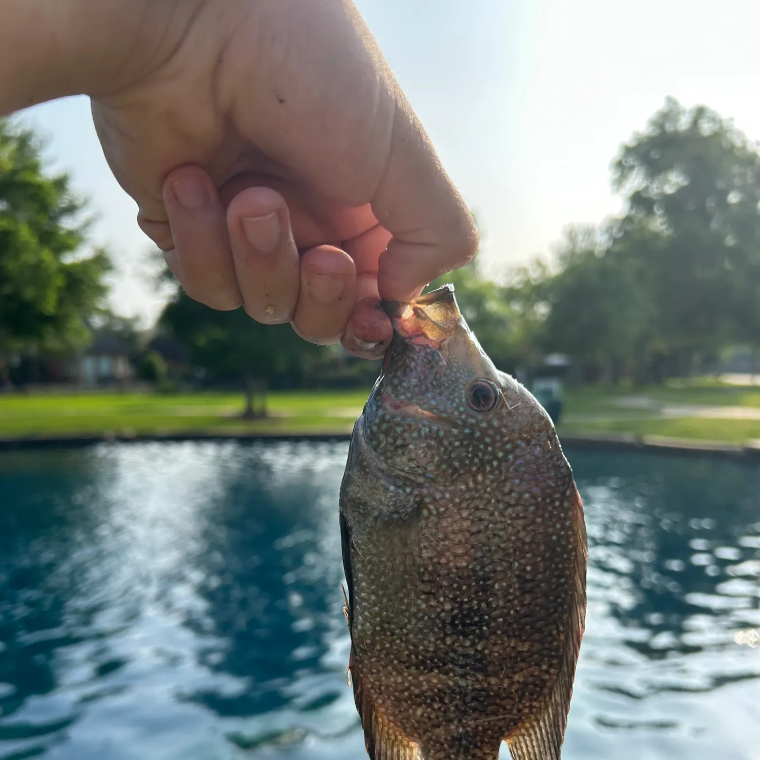 catch