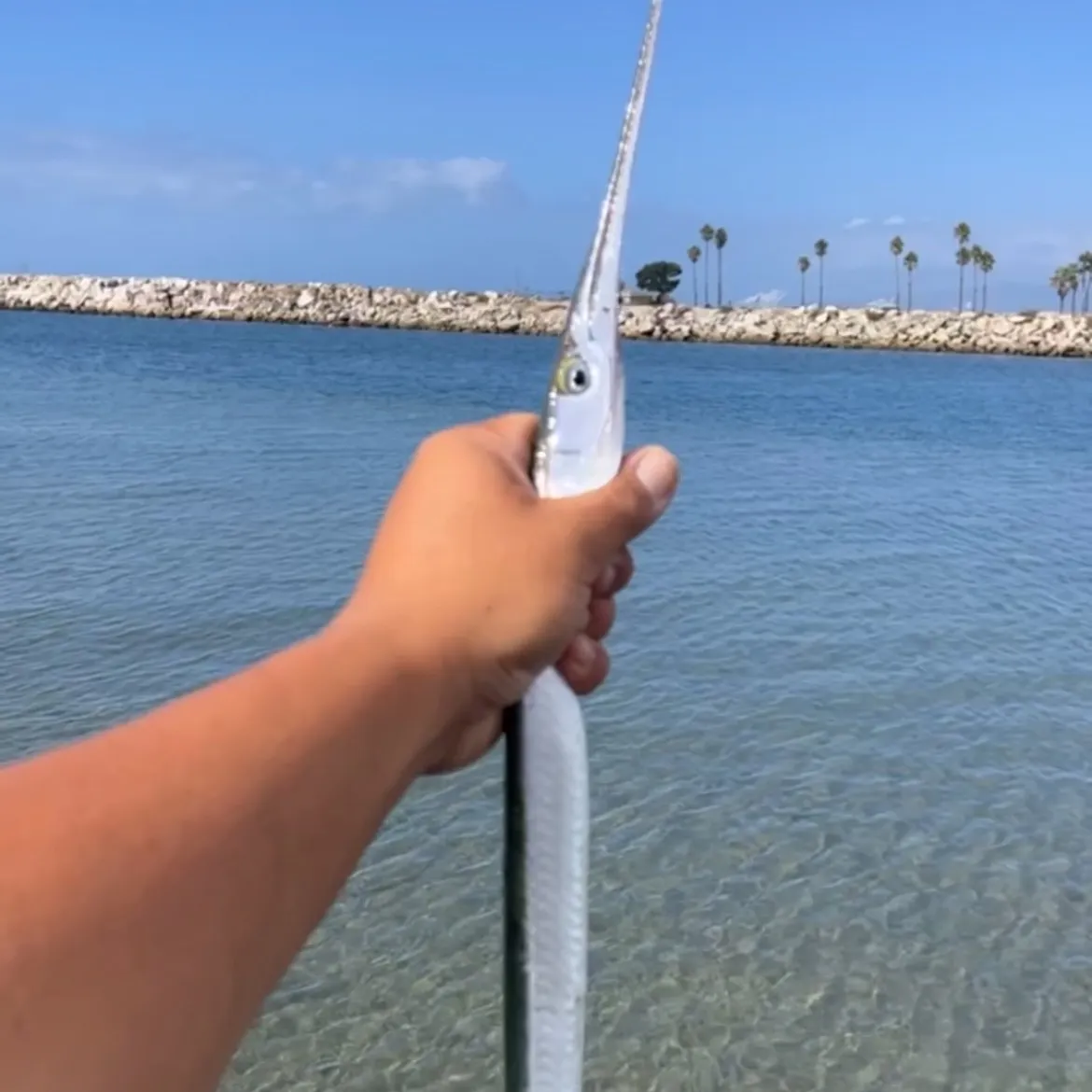 The most recent Redfin needlefish catches on Fishbrain