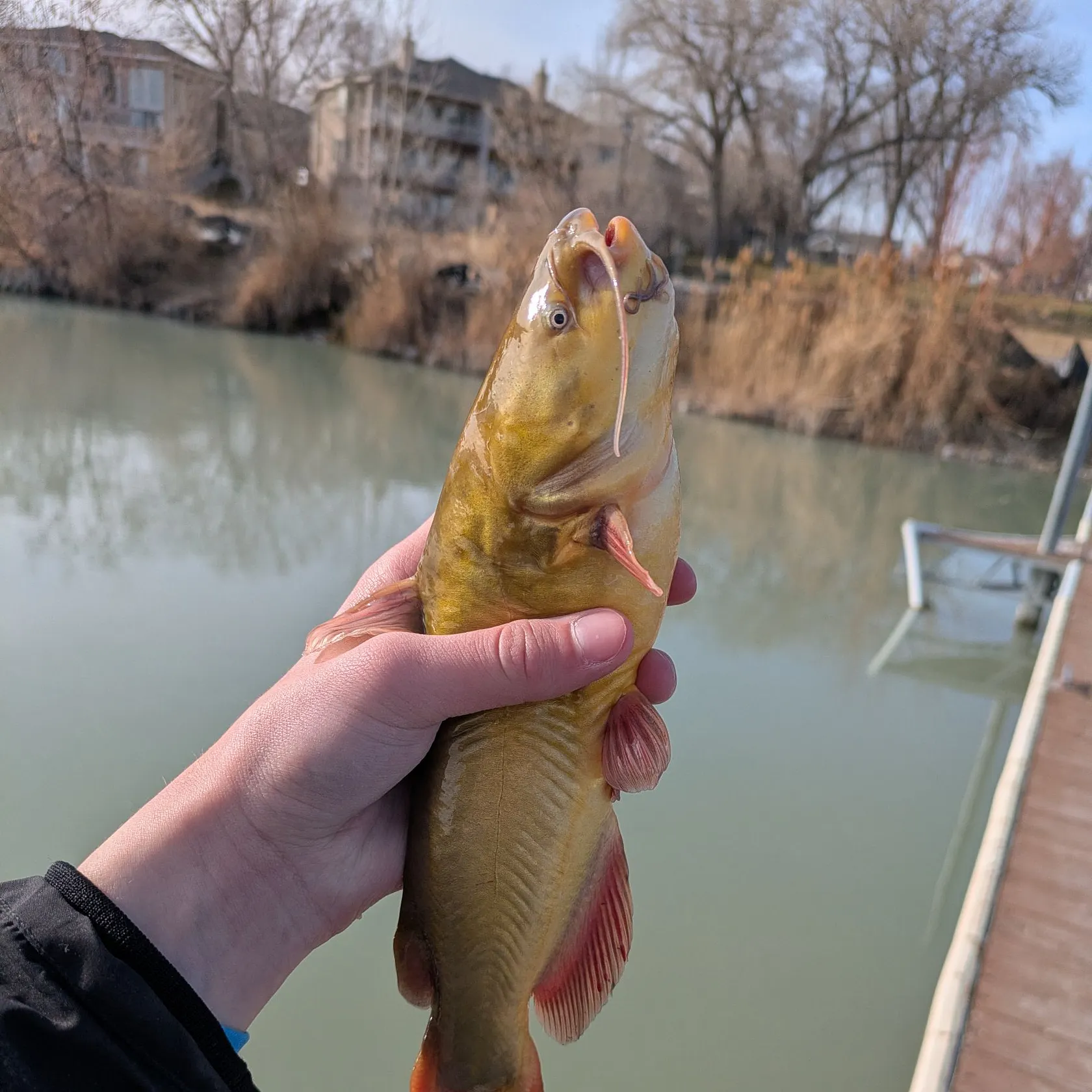The most recent Black bullhead catches on Fishbrain