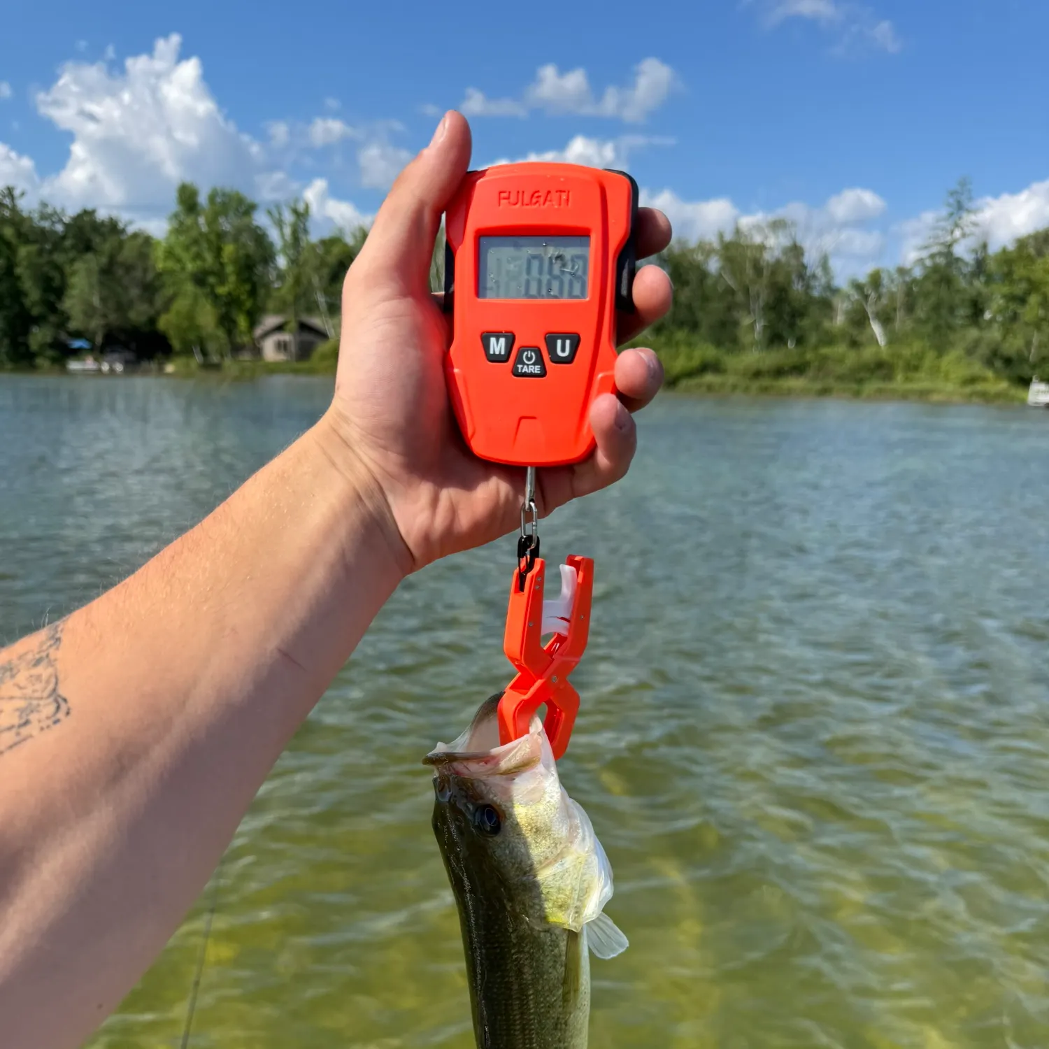 Largemouth bass caught on Fishbrain