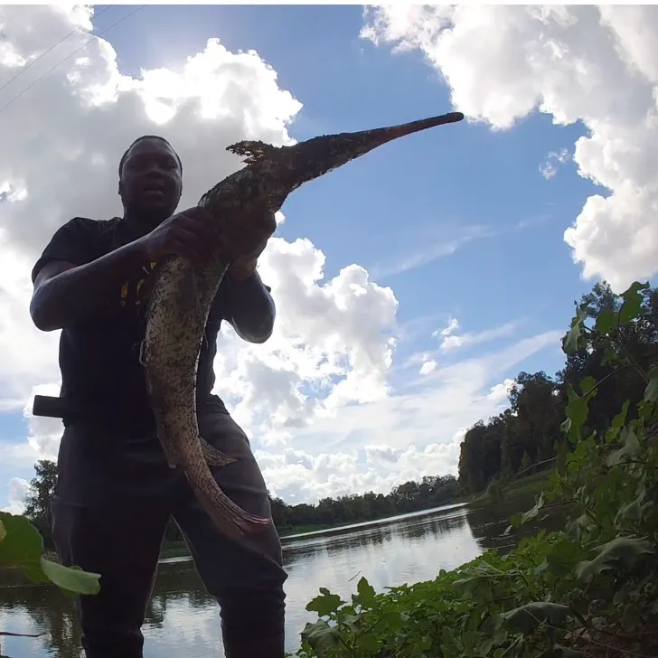 Spotted gar caught on Fishbrain