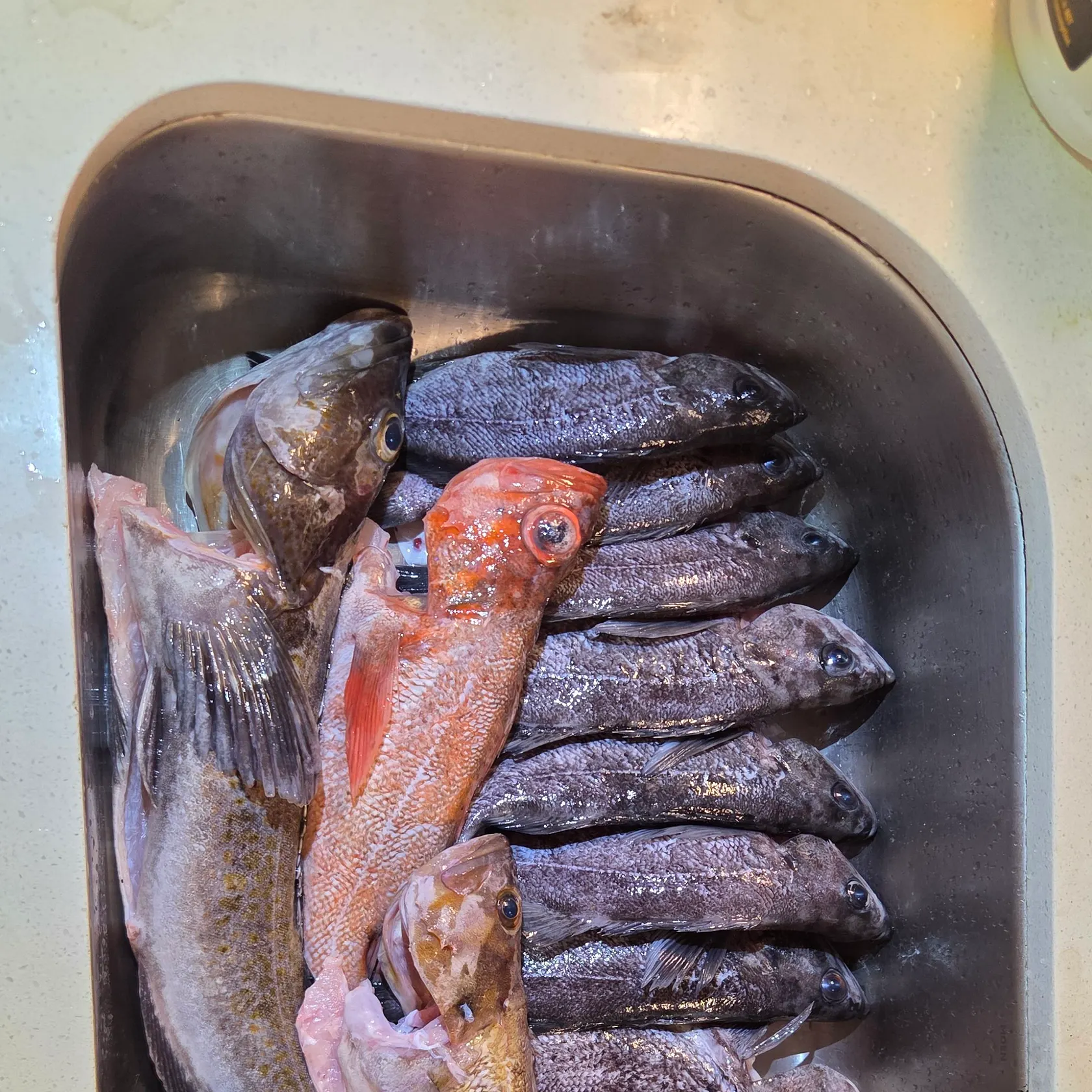 The most recent Deacon rockfish catches on Fishbrain