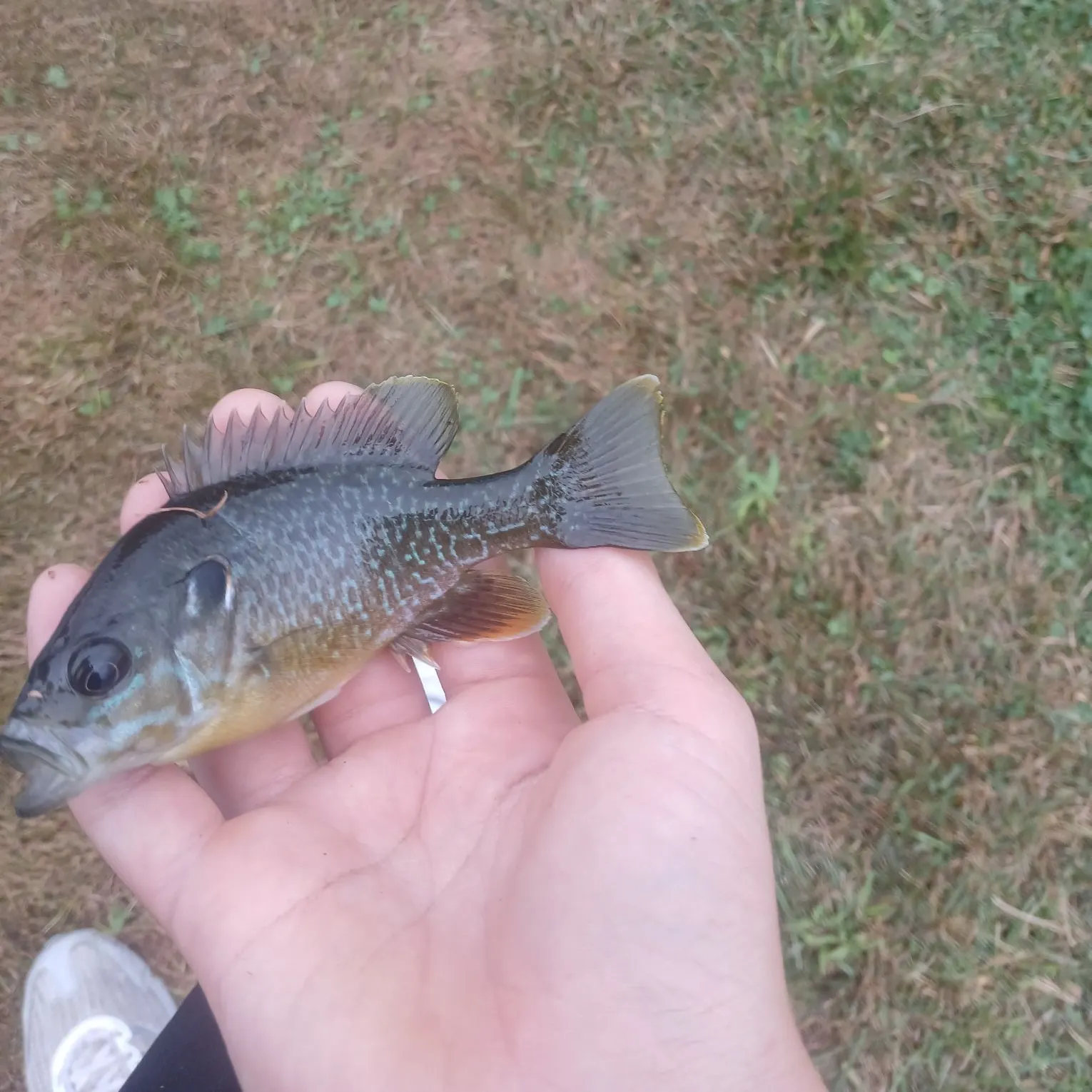Greengill hybrid caught on Fishbrain