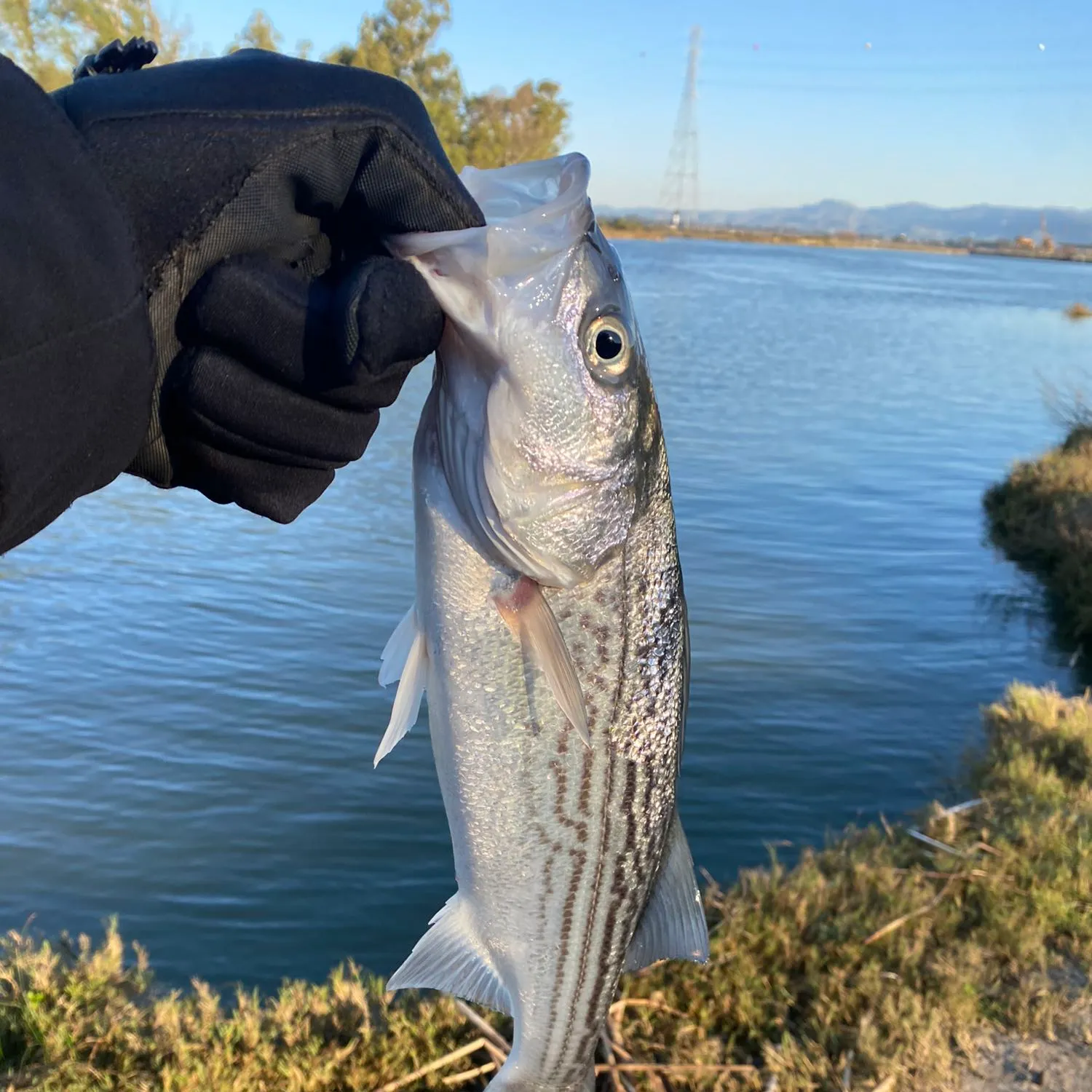 angler catch