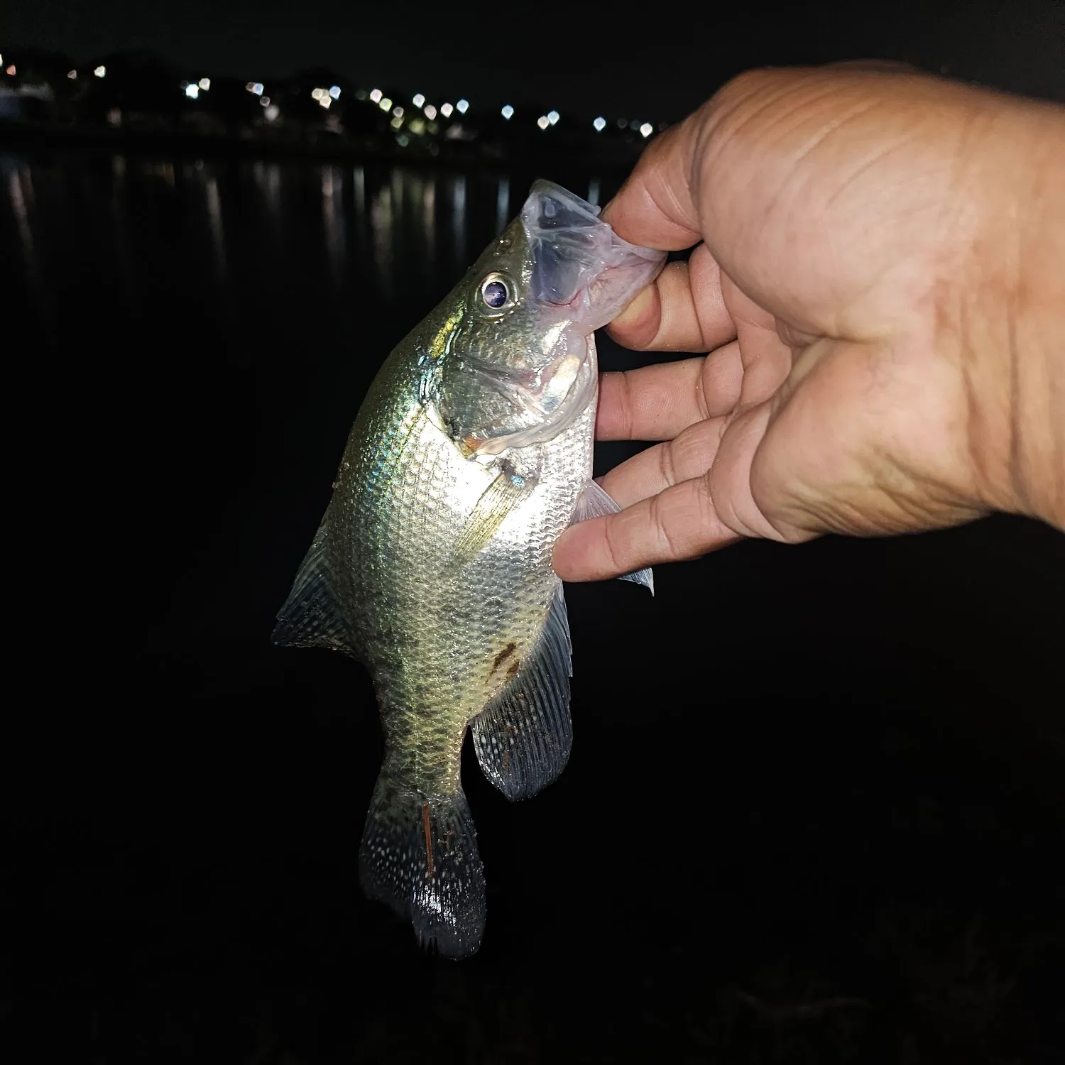 White crappie caught on Fishbrain