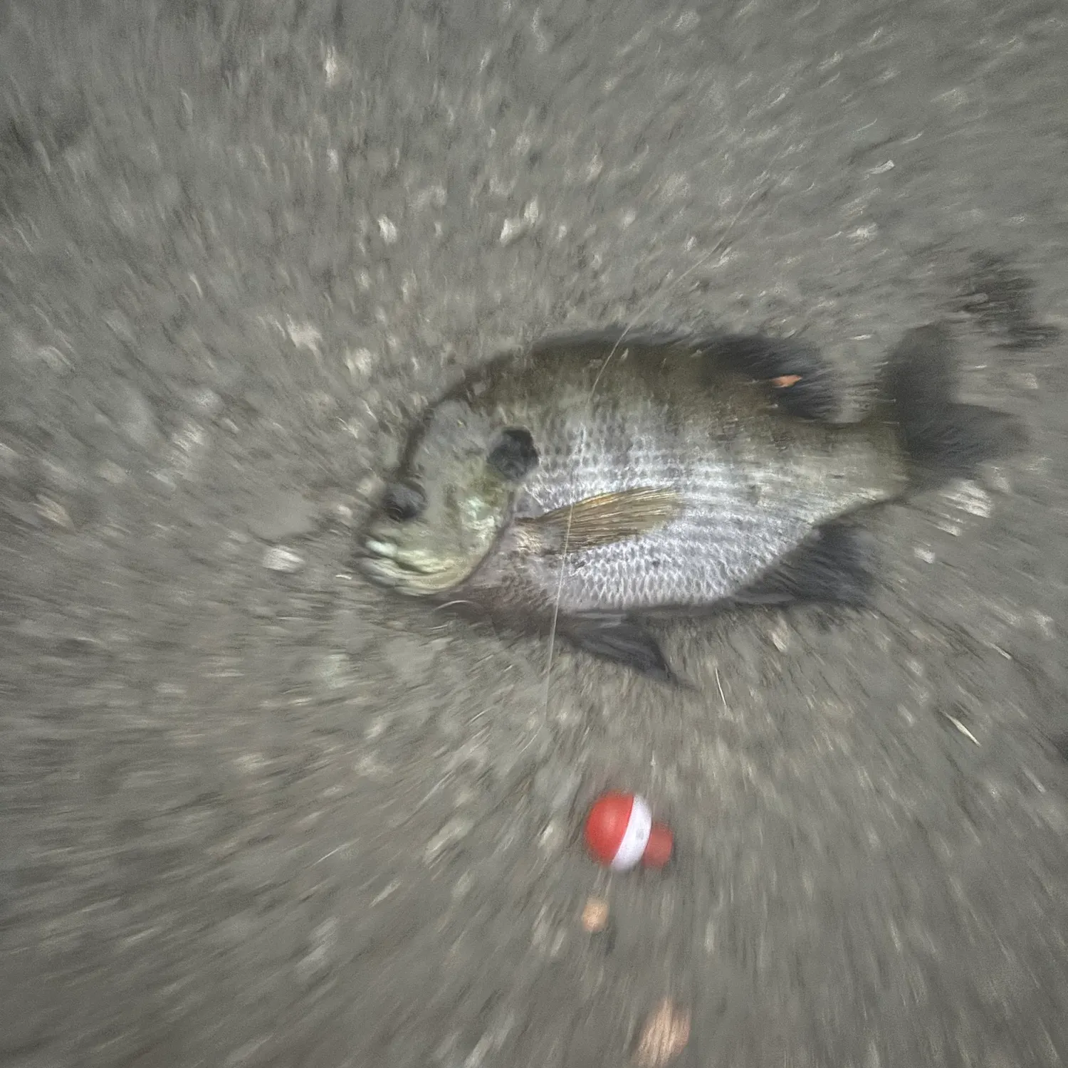 Fish caught on Fishbrain
