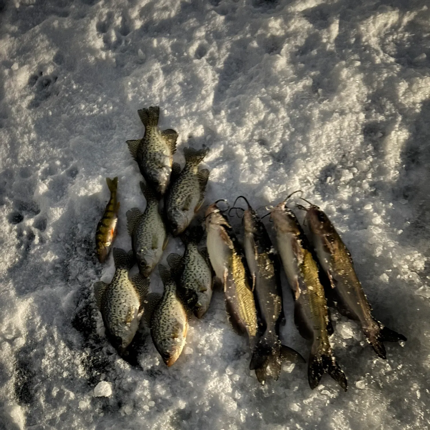 recently logged catches