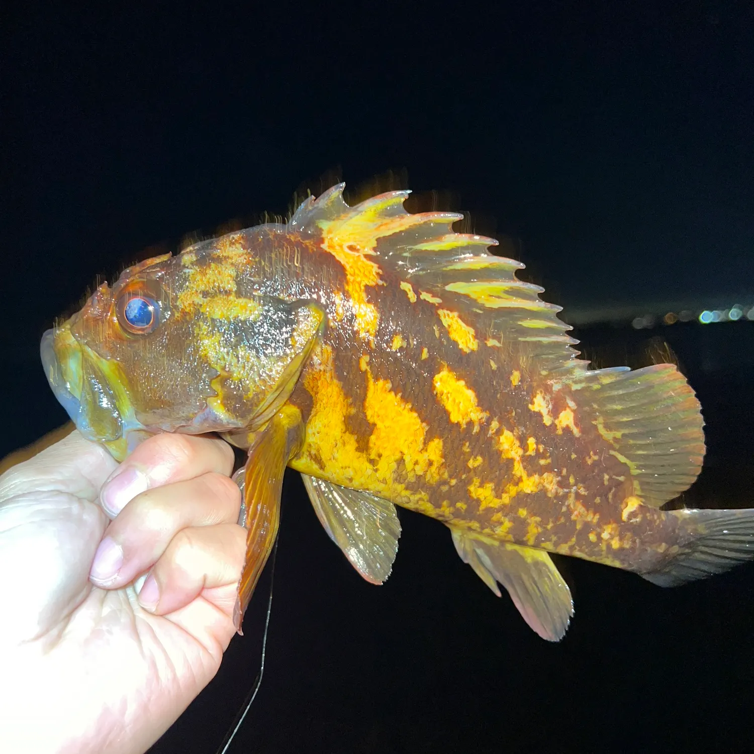 The most recent Black and yellow rockfish catches on Fishbrain