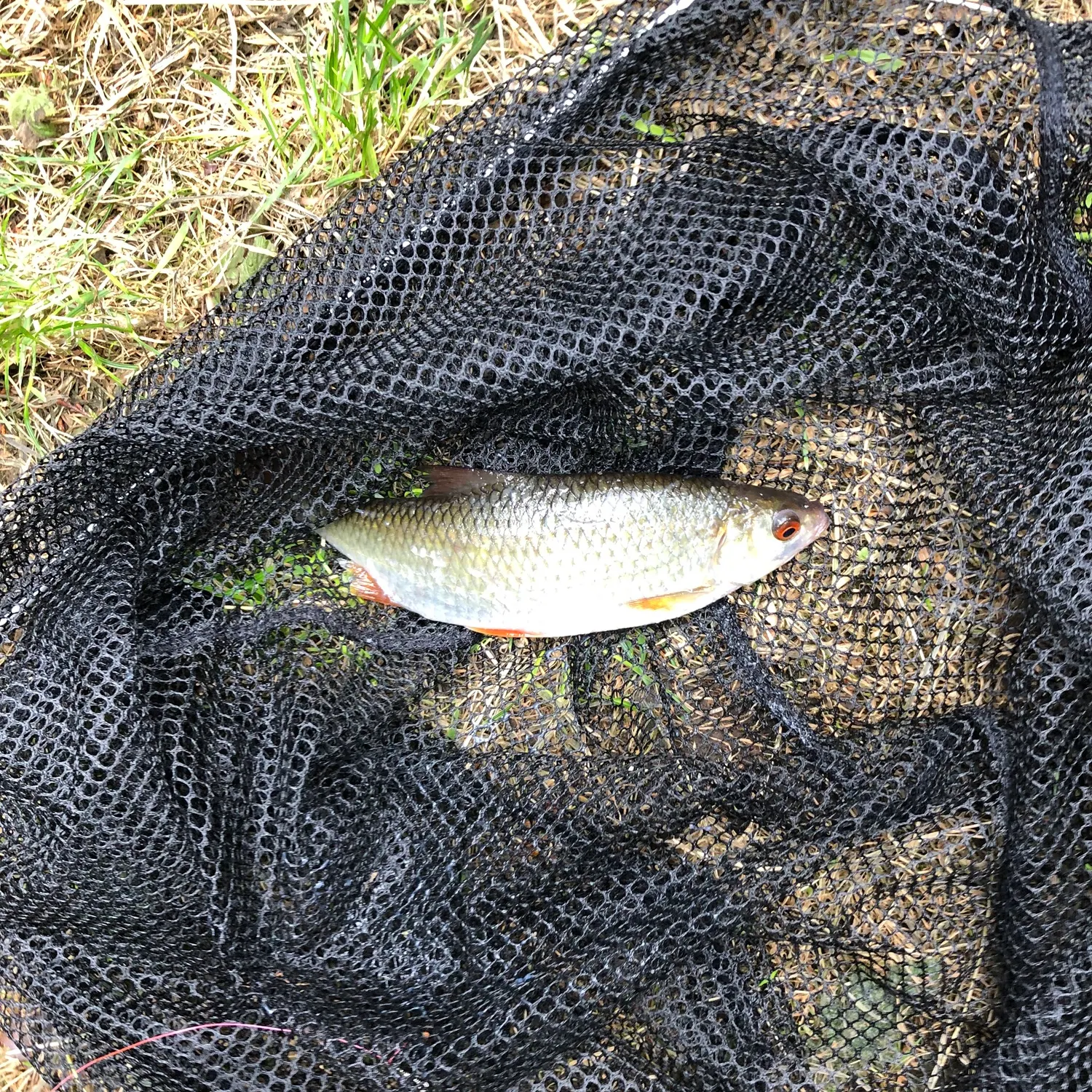 Common roach caught on Fishbrain