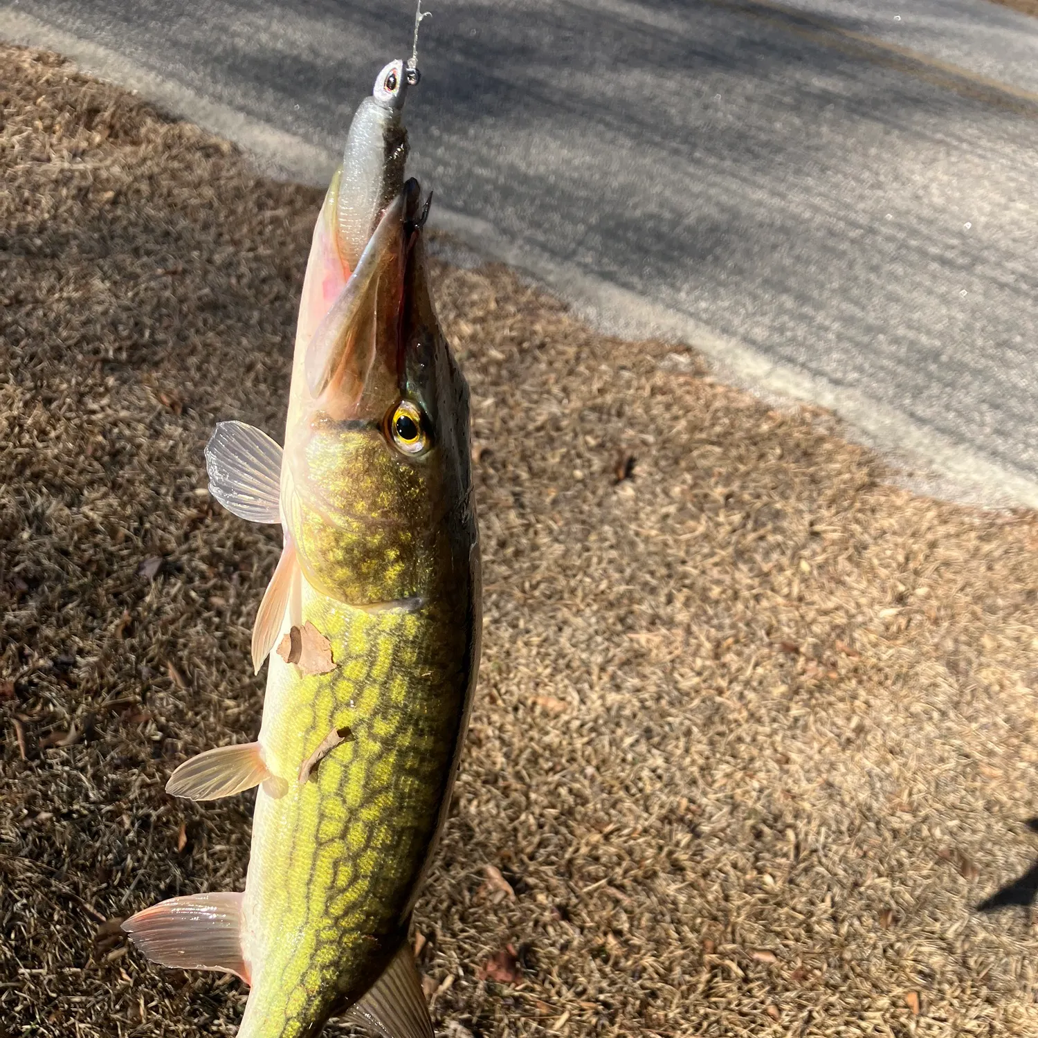The most recent Chain pickerel catches on Fishbrain