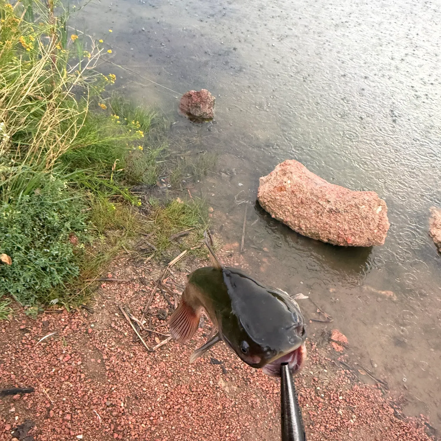 Channel catfish caught on Fishbrain