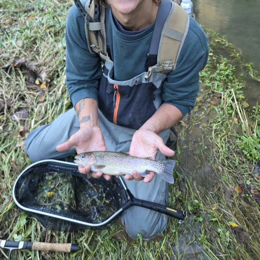 Rainbow trout caught on Fishbrain