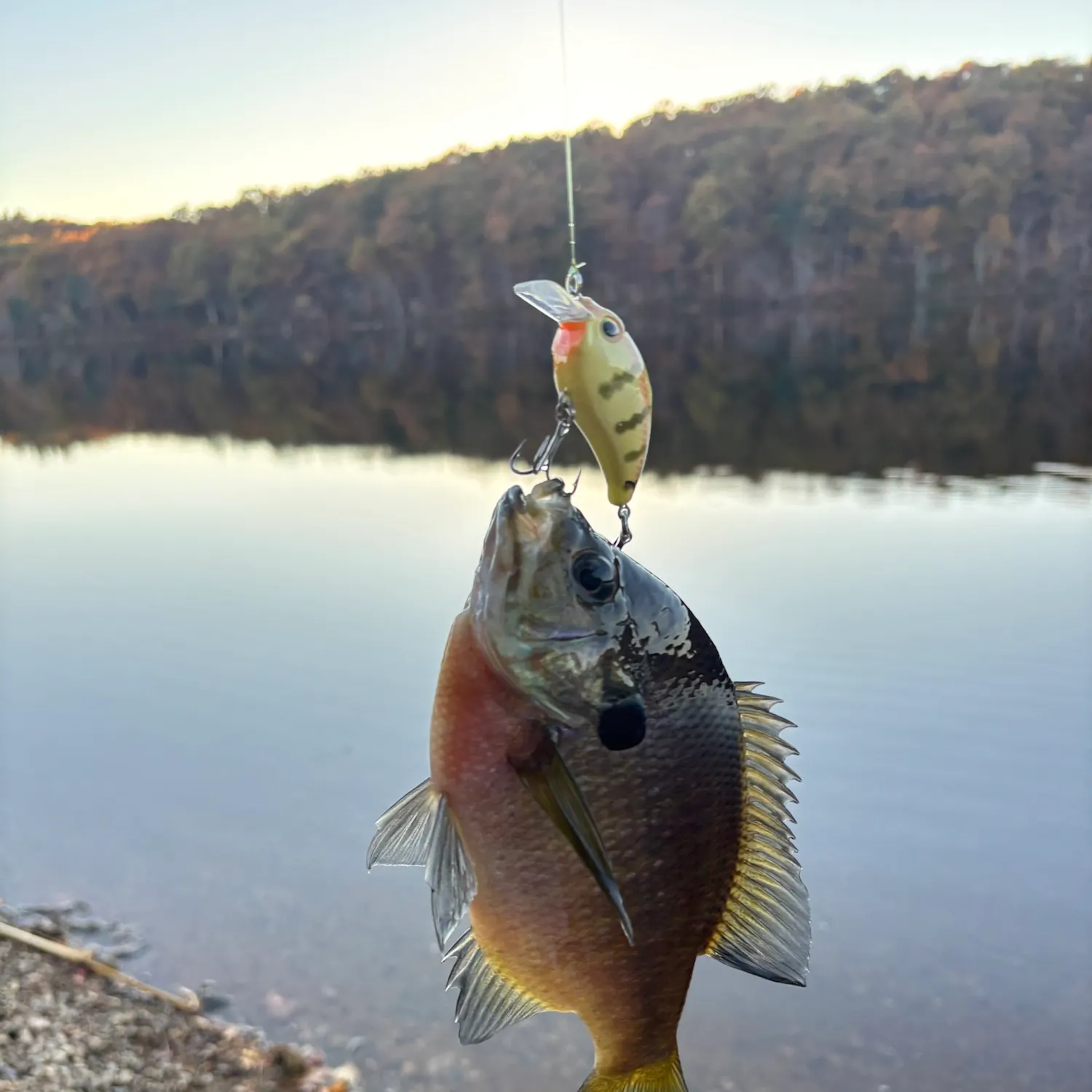 Bluegill caught on Fishbrain