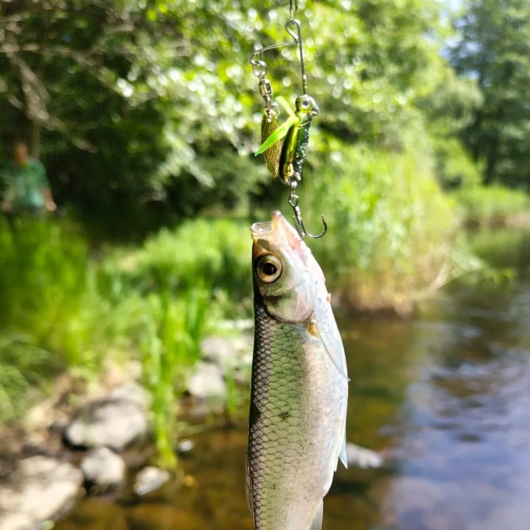 most liked catch image