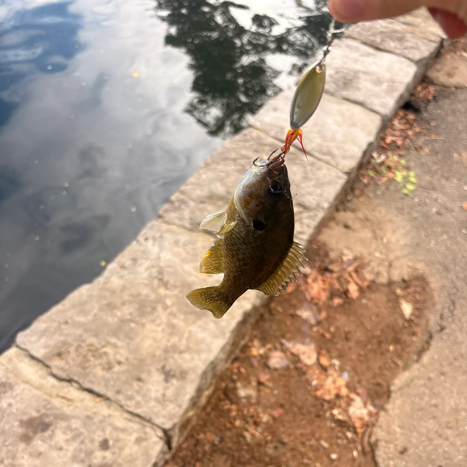 Bluegill caught on Fishbrain