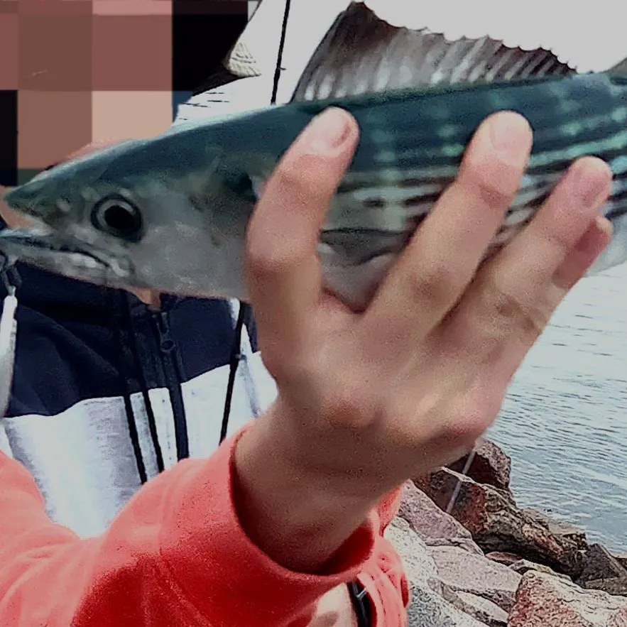 Australian bonito caught on Fishbrain