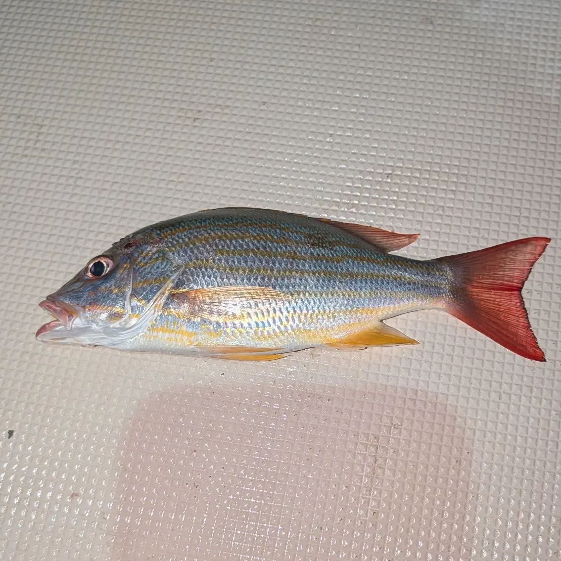 The most recent Lane snapper catches on Fishbrain