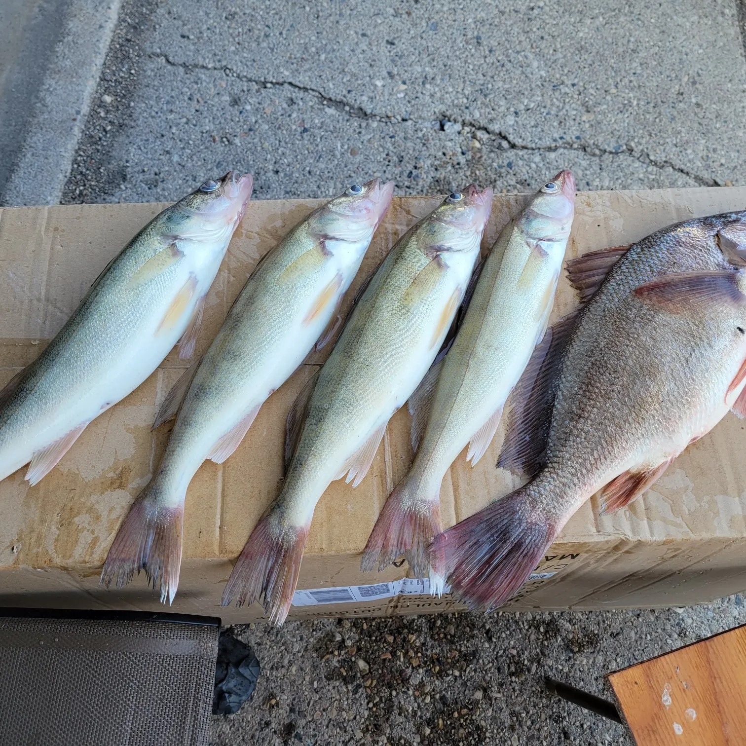 recently logged catches