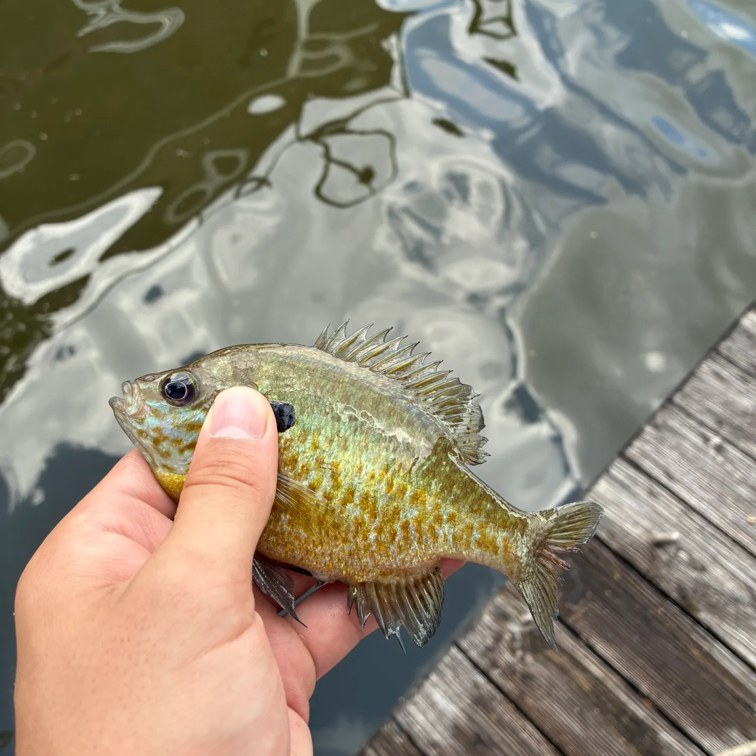 The most recent Bluegill x longear sunfish catches on Fishbrain