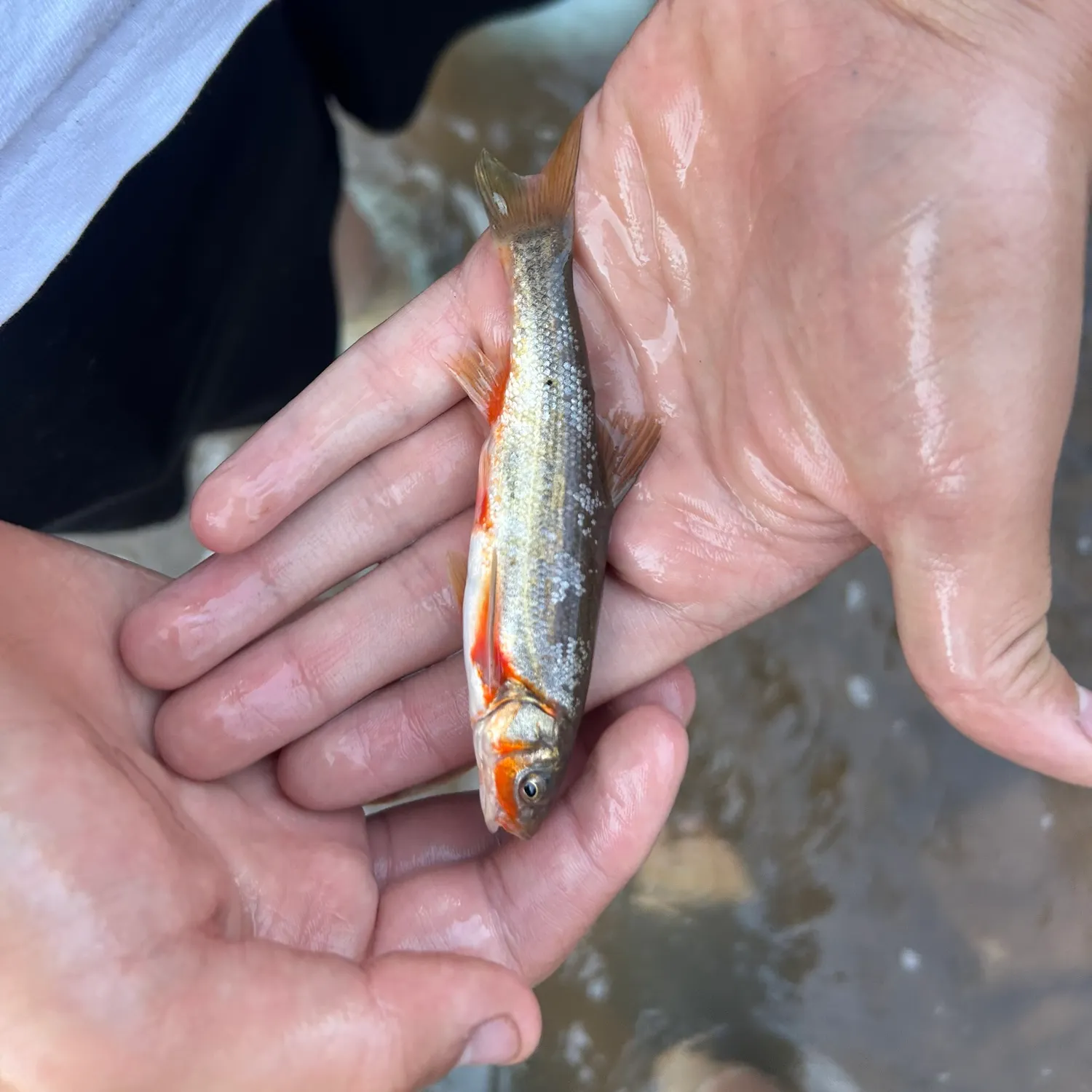 The most recent Rio Grande chub catches on Fishbrain