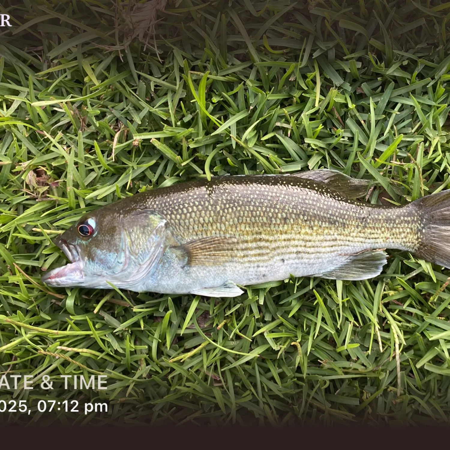 recently logged catches