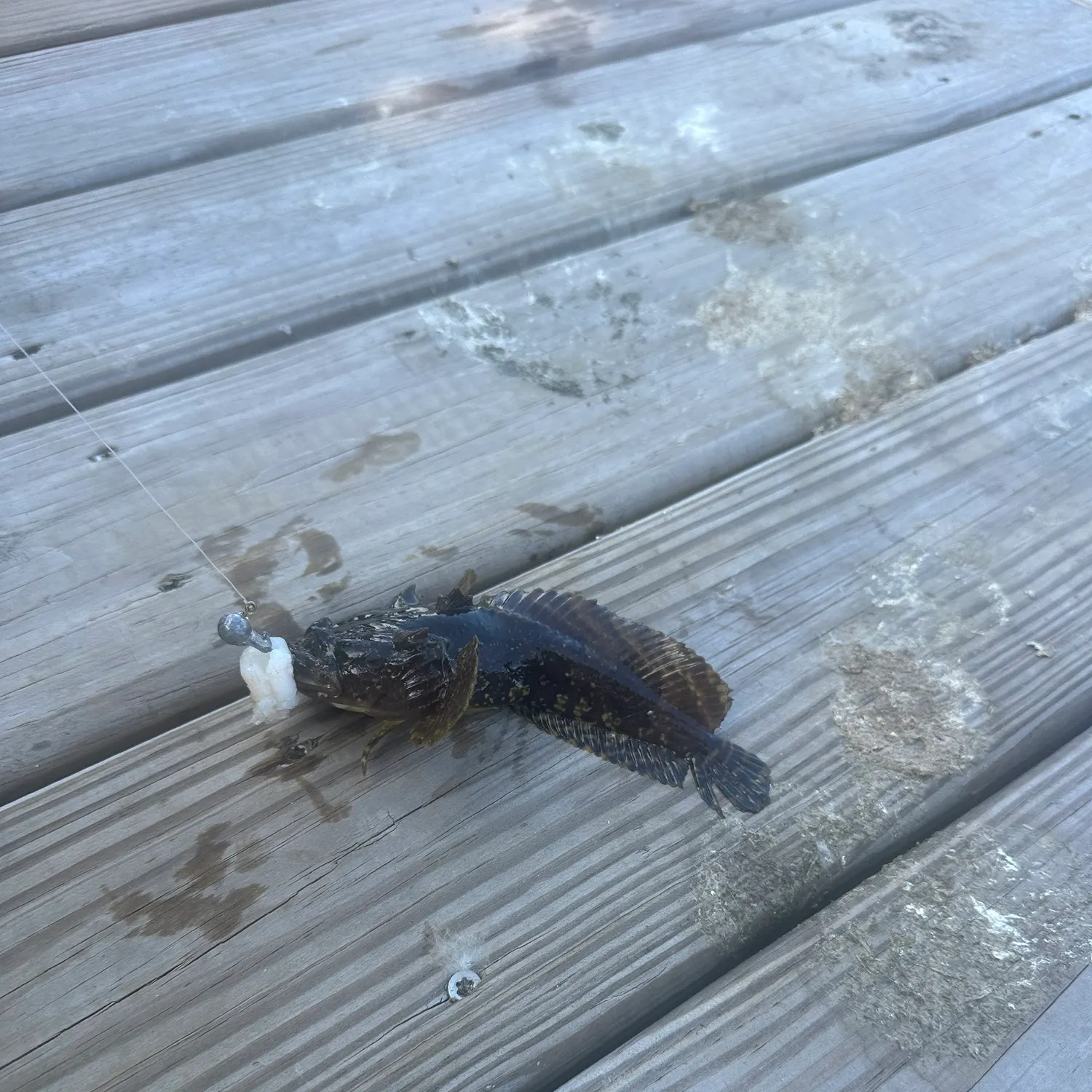 The most recent Oyster toadfish catches on Fishbrain