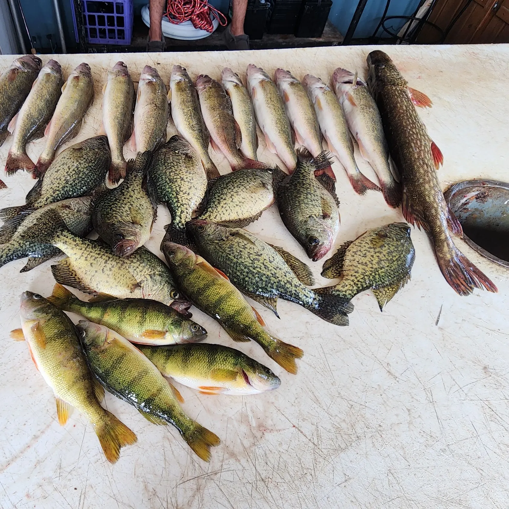 recently logged catches