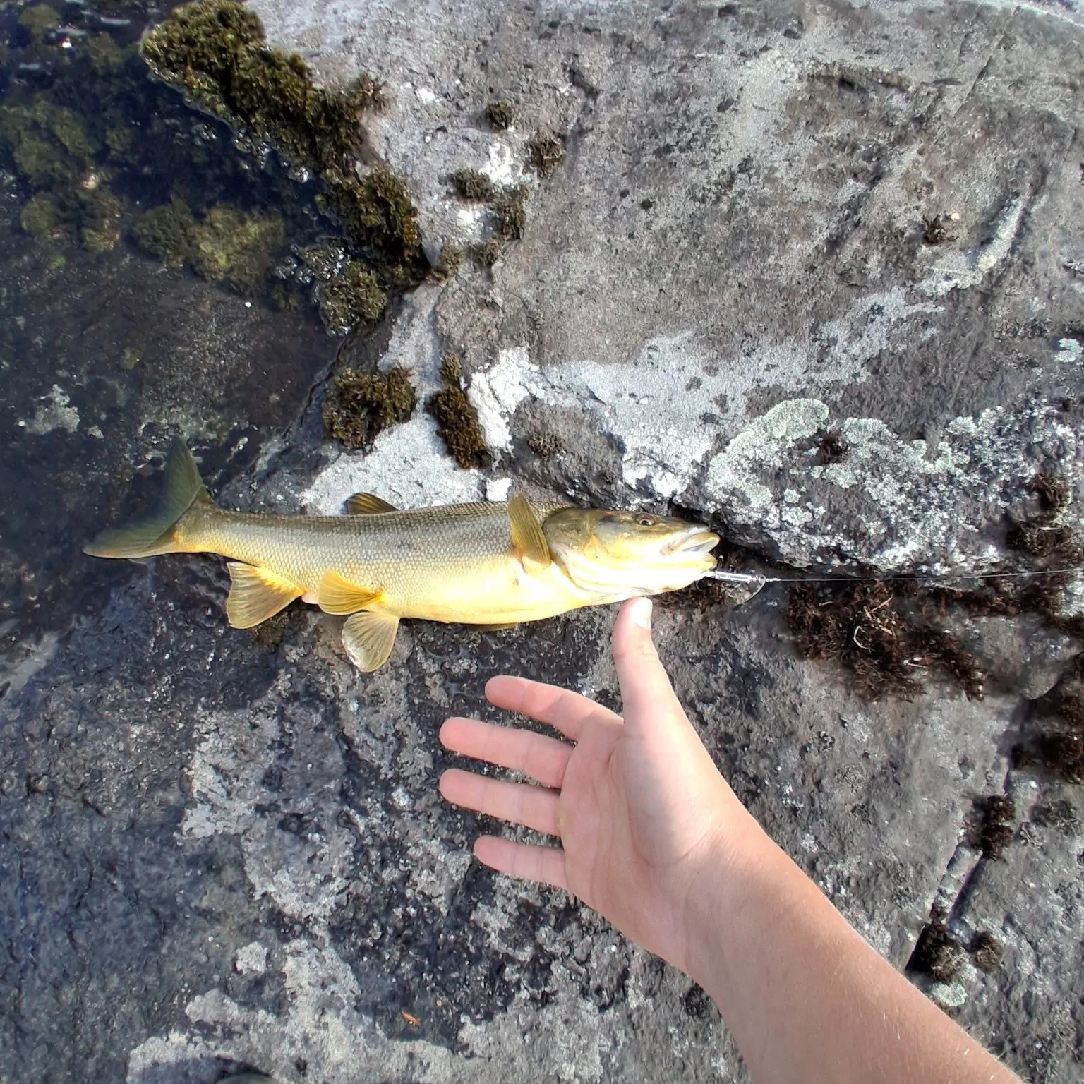 The most recent Northern pike x Chain pickerel catches on Fishbrain