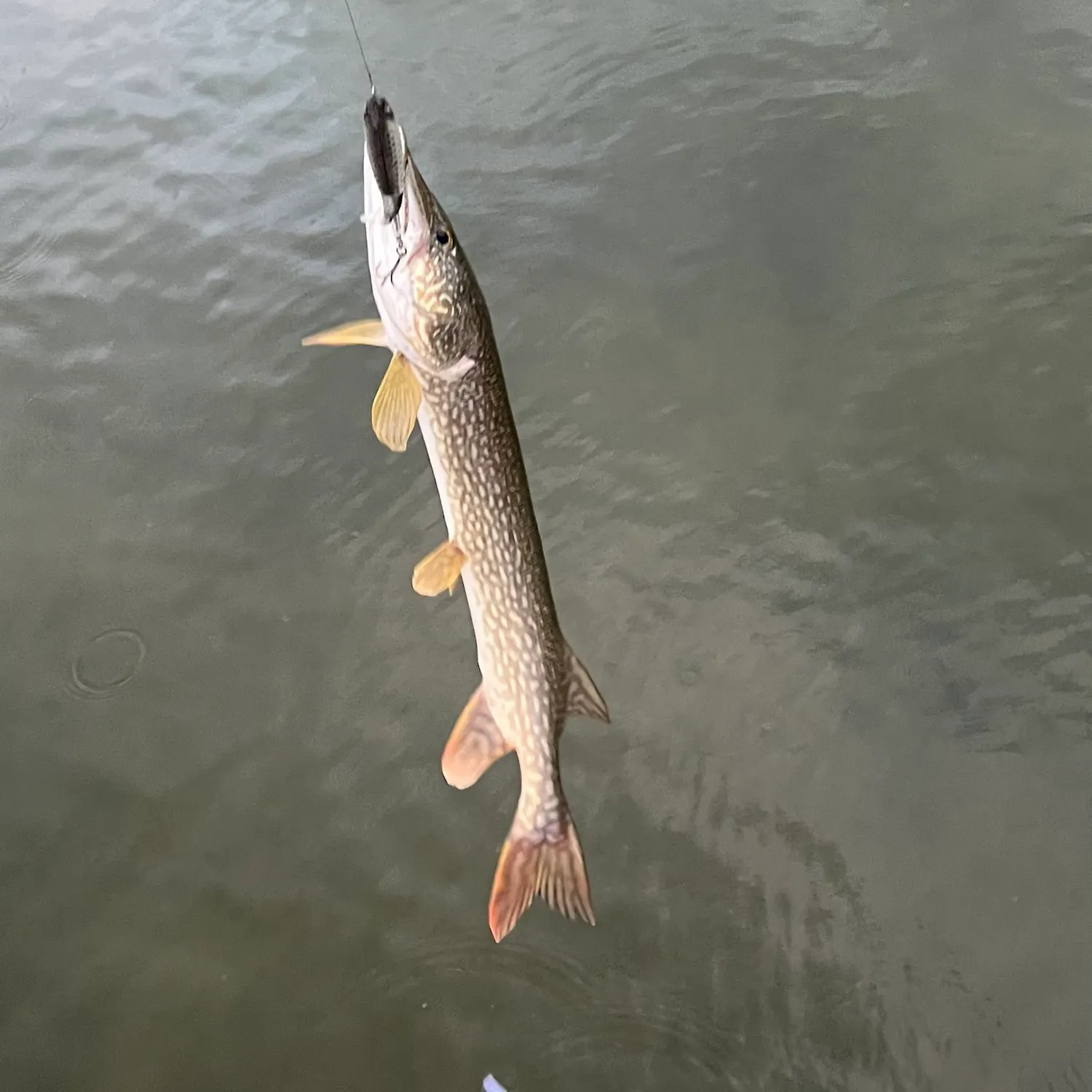 Northern pike caught on Fishbrain