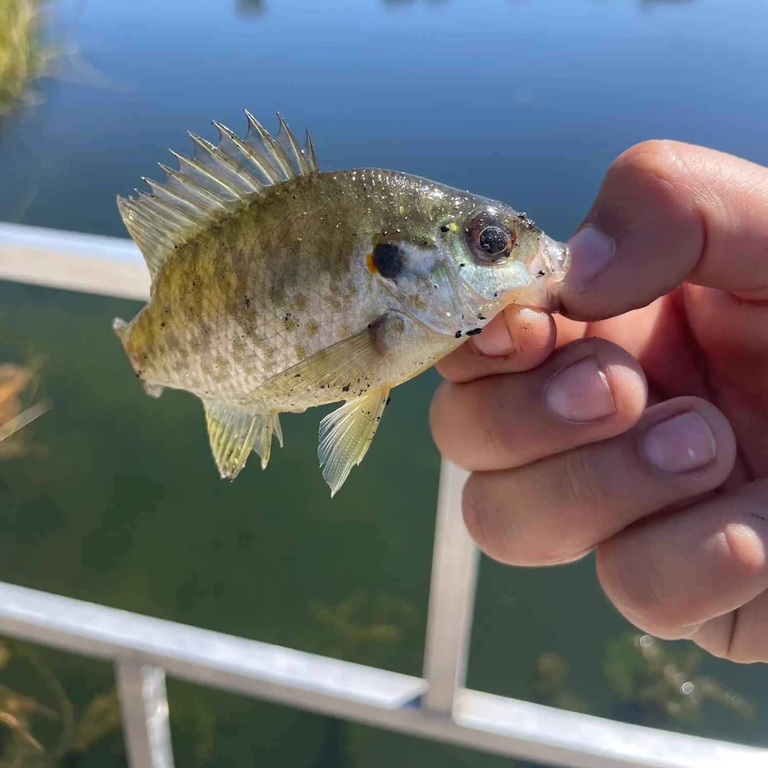 Redear sunfish caught on Fishbrain