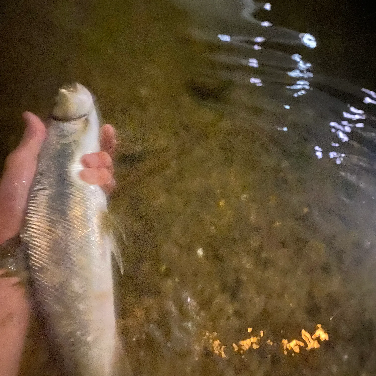 The most recent Hawaiian ladyfish catches on Fishbrain