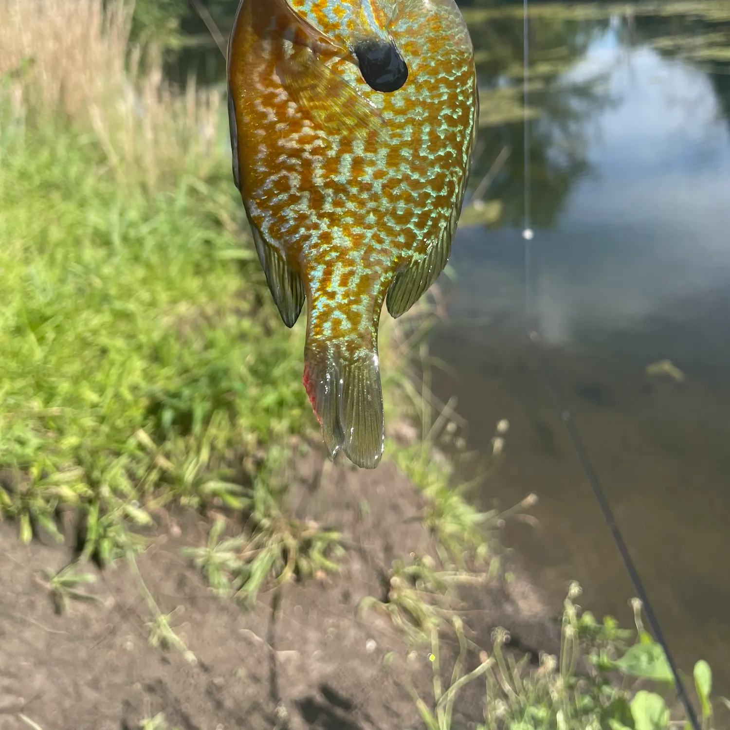 The most recent Longear sunfish catches on Fishbrain