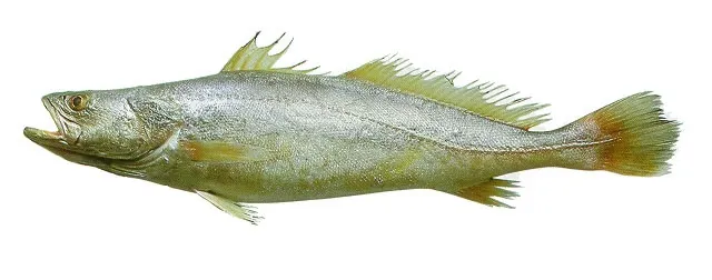 Green weakfish