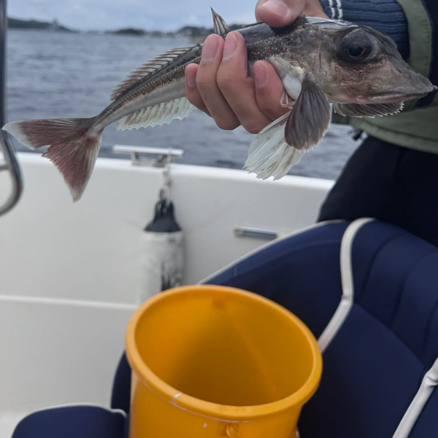 The most recent Grey gurnard catches on Fishbrain