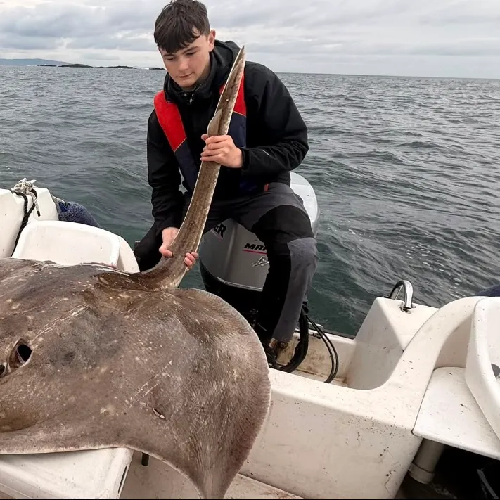 The most recent Blue skate catches on Fishbrain