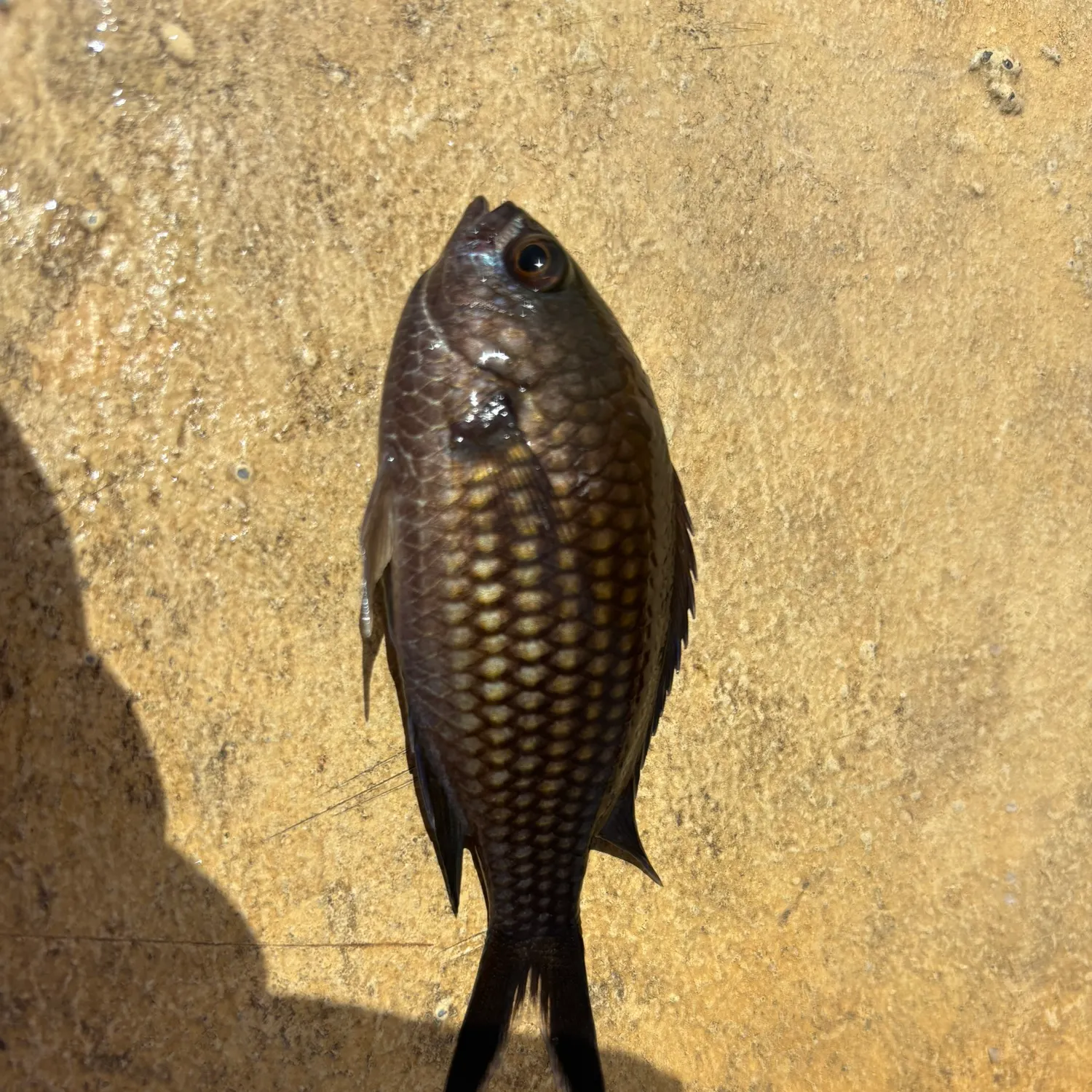 The most recent Mediterranean chromis catches on Fishbrain