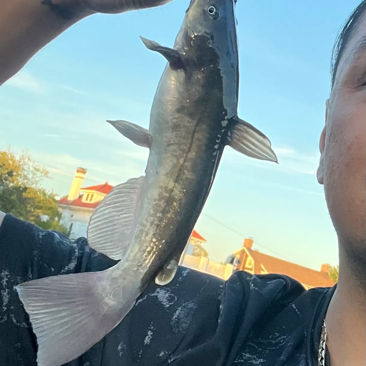 Channel catfish caught on Fishbrain