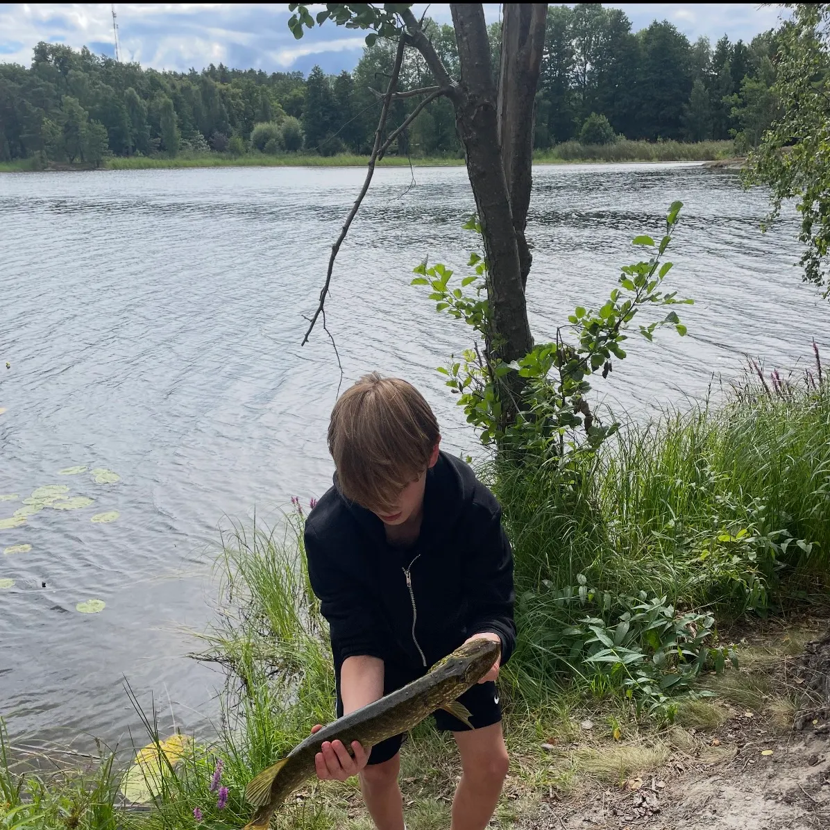 Northern pike caught on Fishbrain